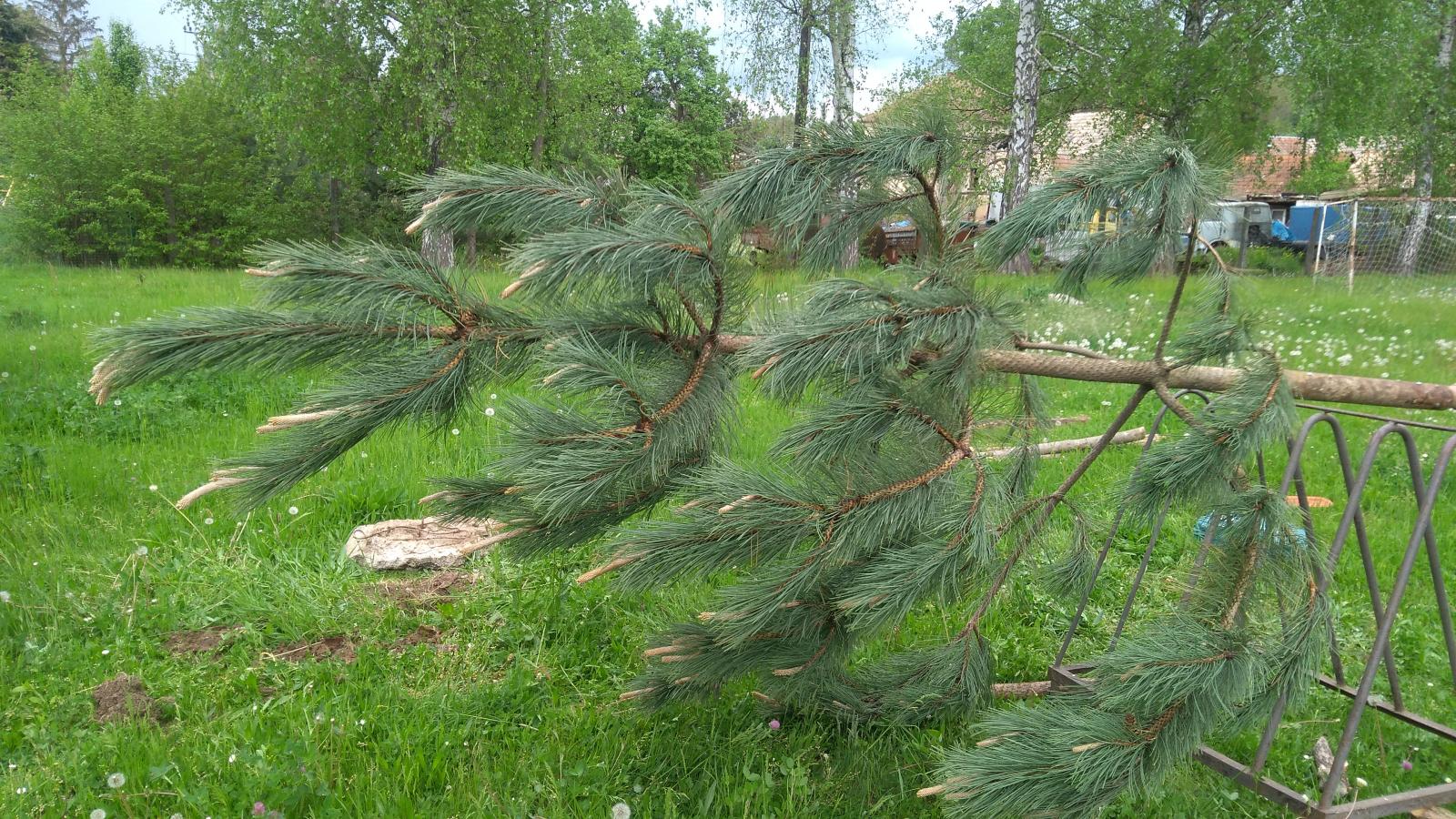 Fotogaléria Stavanie mája 2019 (8) Stavanie mája 2019